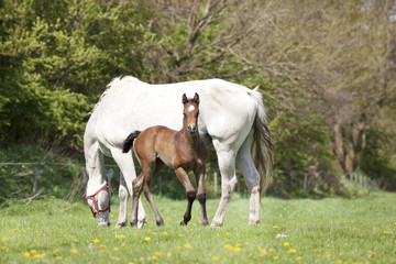 Mare and foal pasture