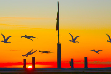 Gulls at Sun Rise