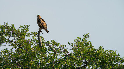  Zwergadler (Hieraaetus pennatus, Aquila pennata), Südafrika, Afrika