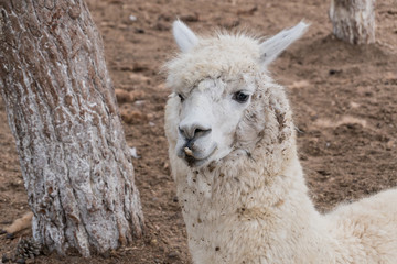 Obraz premium Portrait of a small white lama in a zoo in the summer