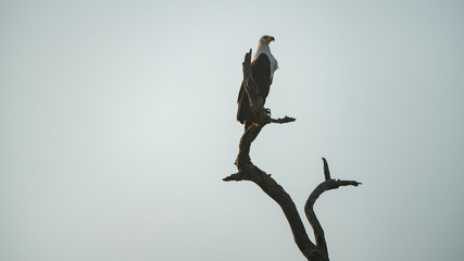 Schreiseeadler (Haliaeetus vocifer), Südafrika, Afrika
