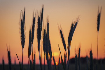 Wheat Ears Silhouettes on Warm Sunset Sky Background