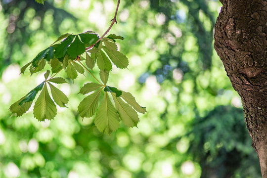 Particolare di ramo con foglie verdi e tronco d’albero