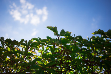 a fence, overgrown young green maiden grapes