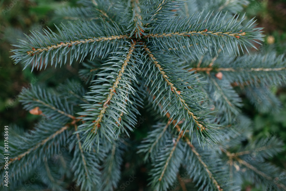 Wall mural top view of blue small spruce, young fir tree with blue needles