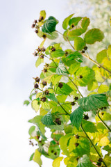 unripe raspberry fruit on the bushes. growing berries