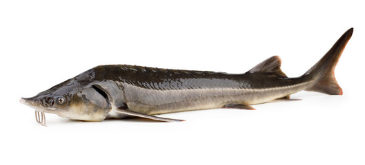 Sturgeon fish isolated on white background
