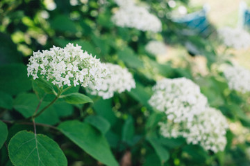 blooming hydrangea Bush, white flowers in the garden