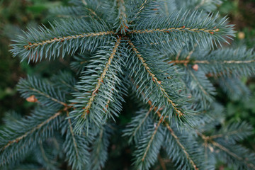 Naklejka na ściany i meble Top view of blue small spruce, young fir tree with blue needles