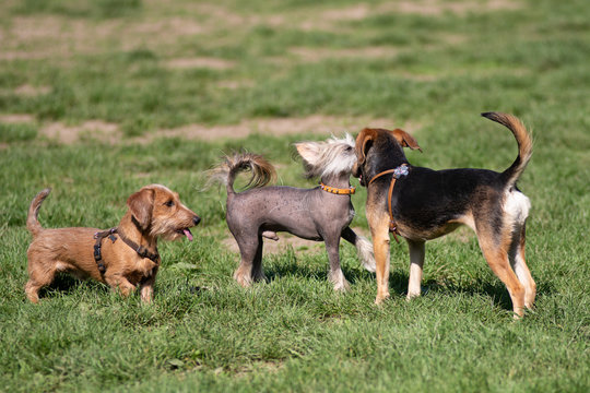 Piccoli cagnolini che giocano fra loro in un parco cittadino