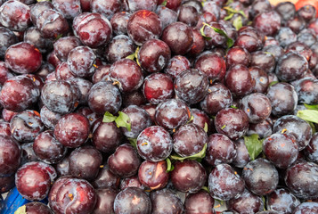 The new harvest ripe Plums (Blackthorns) sold at local city market