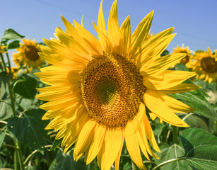 sunflower, the flower of summer