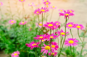 Obraz na płótnie Canvas pink daisies in the garden. natural wallpaper, background for design, place for text, spring flowers