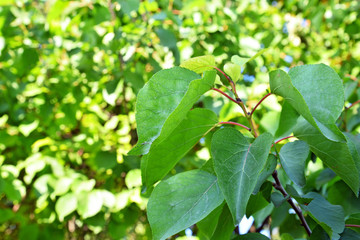 Green branch of apricot tree
