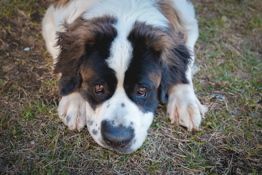 saintbernard