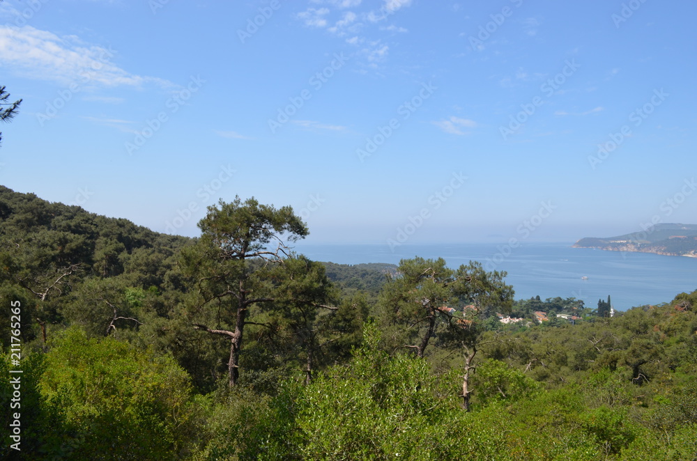 Canvas Prints landscape pine tree sky nature sea island rock mountain