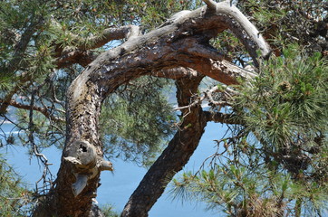 pine tree sky 