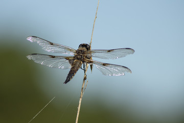 Dragonfly