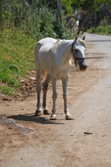 Obraz premium horse farm nature