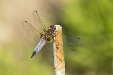 Dragonfly