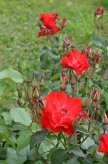 red rose flower green plant leaf burgeon