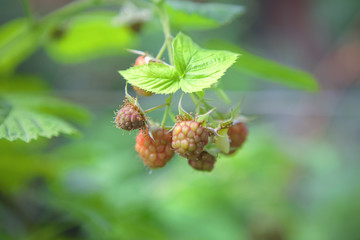 Raspberry grows in the garden
