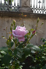 red rose flower green plant leaf burgeon