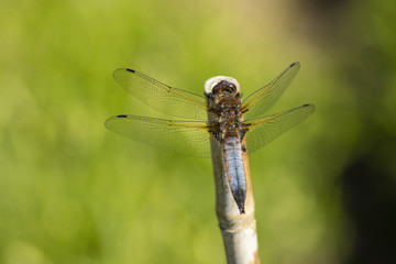 Dragonfly
