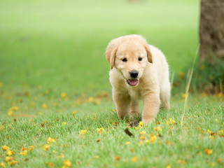 Cute Puppy Golden Retriever running in the park.