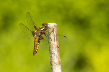 Dragonfly