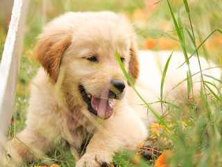 Cute Puppy Golden Retriever running in the park.