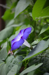 morning glory flower purple macro plant