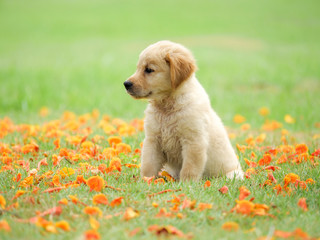 Cute Puppy Golden Retriever sitting in the park.