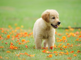 Cute Puppy Golden Retriever running in the park.