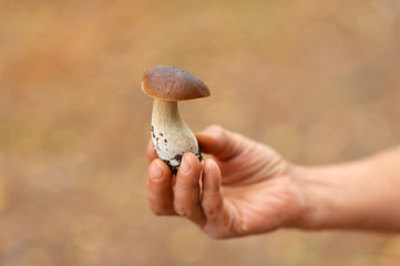 Close up view of hand holding freshly picked mushroom