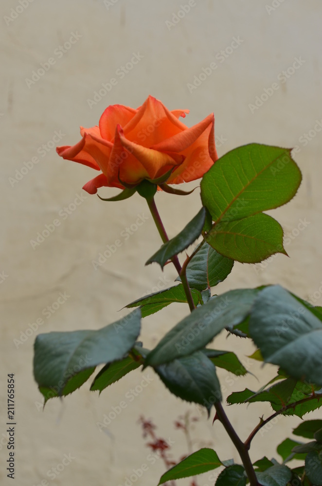 Poster red rose flower green plant leaf burgeon