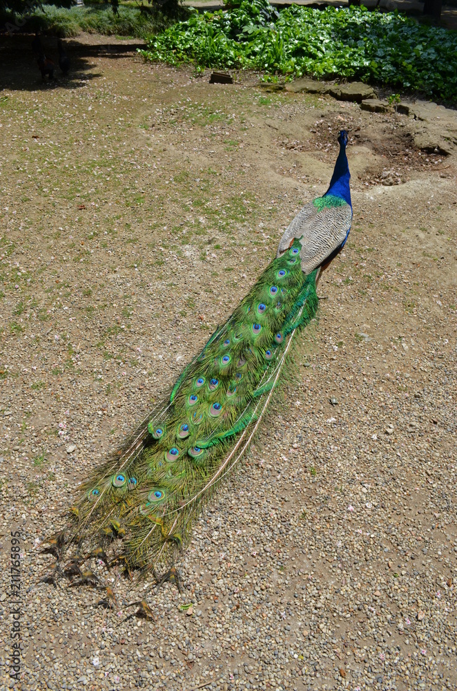 Wall mural beauty peacock bird blue gracefulness contrast