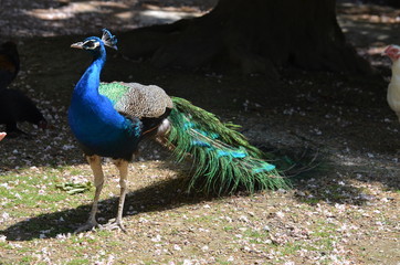 beauty peacock bird blue gracefulness contrast