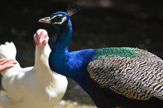 beauty peacock bird blue gracefulness contrast