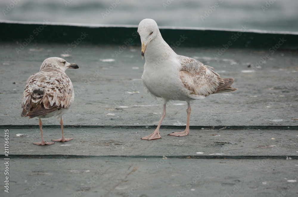 Wall mural seagull birds sea morning ocean