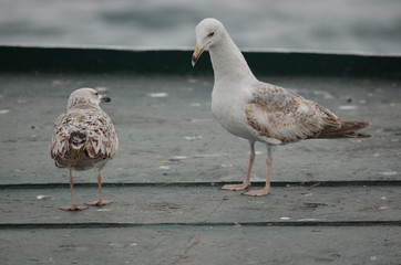 seagull birds sea morning ocean