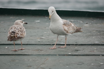 seagull birds sea morning ocean