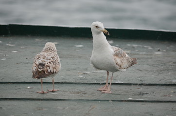 seagull birds sea morning ocean