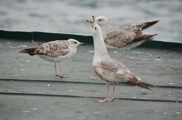 seagull birds sea morning ocean