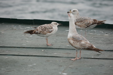 seagull birds sea morning ocean