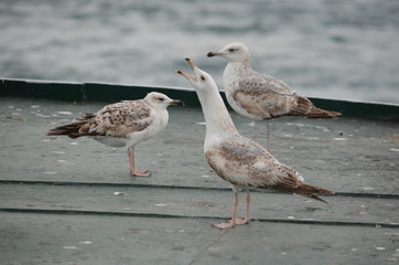 seagull birds sea morning ocean