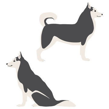 Vector illustration of standing and sitting siberian huskies isolated on white background