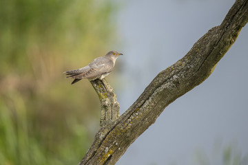 Cuckoo, Cuculus canorus
