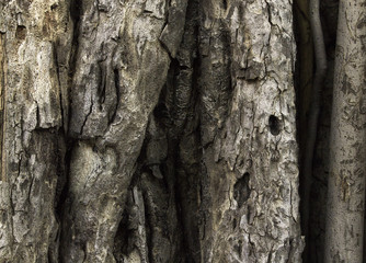 Tree bark natural texture or background, closeup, gray. 