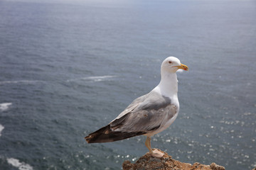 Fototapeta premium Yellow-legged Gull (Larus michahellis) at Algarve Coast. Portugal
